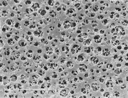 Cellulose Acetate (CA) Membrane Filter type 111 Sartorius